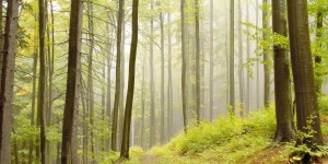 alder_trees_forest-other