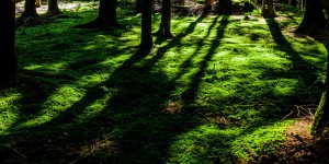 cropped-nature-forest-trees-environment.jpg