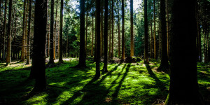 nature-forest-trees-environment